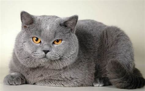 Maybe you would like to learn more about one of these? Harga Kucing British Shorthair Terbaru 2020 - Kucing.co.id
