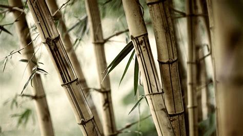 Bamboo Hd Wallpapers Top Free Bamboo Hd Backgrounds Wallpaperaccess