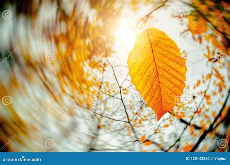 Autumn Wind Blowing Yellow Leaves Dalende Bladeren Droog Blad