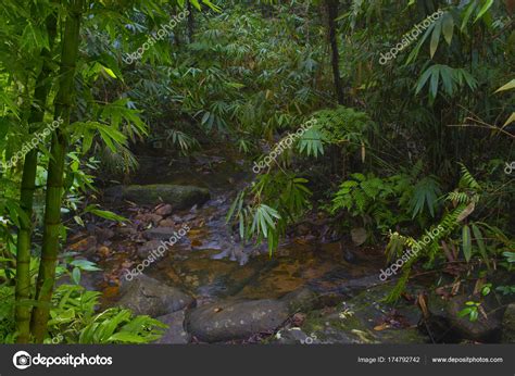 Southeast Asian Tropical Jungle — Stock Photo © Teotarras 174792742