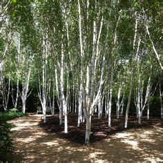 In this video i give a breif description of how to identify the silver birch tree and a few examples of why it is an excellent tree for use in bushcraft. Elegant driveway with silver birch trees | house ...