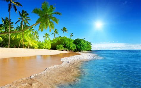 Tropical Palm Tree Beach Ocean Sunlight Island Hd