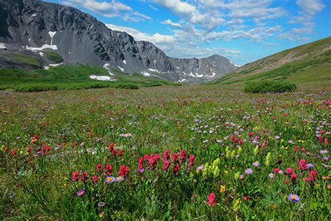 Colorado Wildflowers And The Continental Divide Trail 1 Photograph By