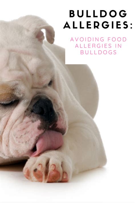 Many french bulldog owners associate food allergy with grain when in fact it is usually due to the protein source found in meat. Bulldog Allergies: Avoiding Food Allergies in Bulldogs ...