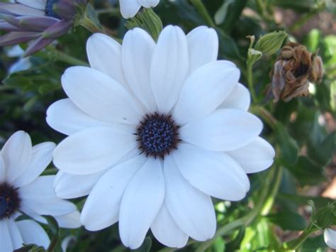 White Flower With Purple Center Free Image Peakpx