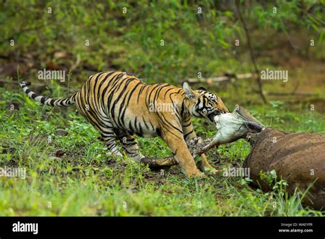 Tiger Eating Meat Hi Res Stock Photography And Images Alamy