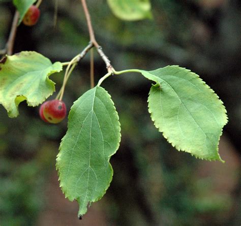 Crabapple trees are a wonderful addition to a backyard or garden for a whole host of reasons. American Crabapple