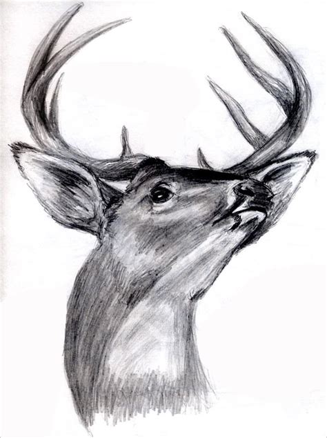 25 Free Deer Drawings And Designs Free And Premium Templates Deer