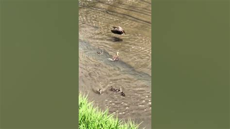 Mother Duck Shorts Birds Youtube