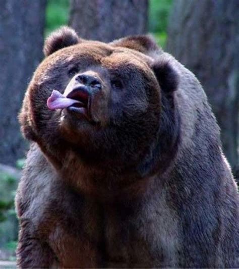 The simple answer is no, but we need to qualify what we mean to get a better understanding. Animals with down syndrome | Sports, Hip Hop & Piff - The Coli