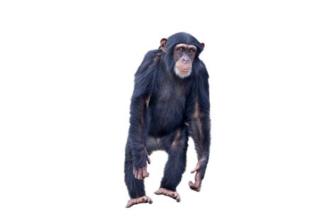 Monkey Standing Png Image Purepng Free Transparent Cc0