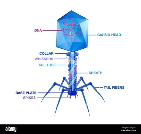 Bacteriophage Structure Hi Res Stock Photography And Images Alamy