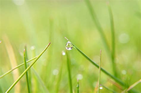 Water Drop On Grass Free Stock Photo Public Domain Pictures