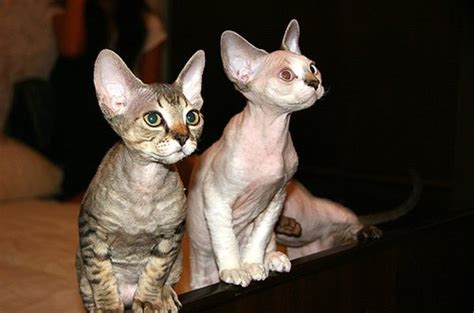 A Devon Rex Is The Best Choice For A Playful And Vocal Cat Pethelpful