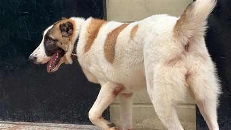 The alabai day included a contest to find the best of the large shepherd dogs. Female Central Asian Caucasian Shepherd ( Alabai ) At Six Months Old - YouTube