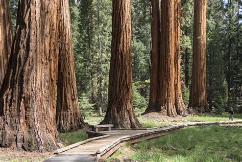 Yosemite Park And Giant Sequoia Day Tour From San Francisco Klook