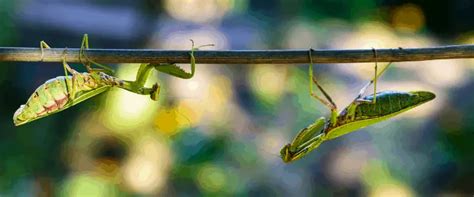 How To Tell If A Praying Mantis Is A Male Or Female Keeping Bugs