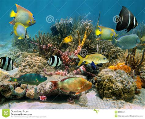 Underwater Scenery With Colorful Sea Life Stock Image