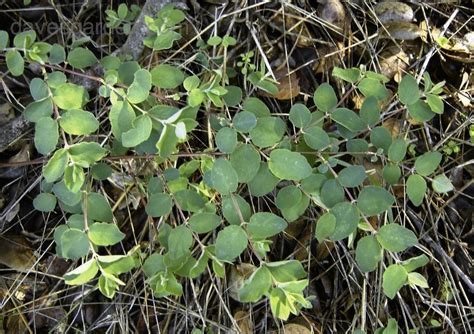 Plantfiles Pictures Symphoricarpos Species Creeping Snowberry