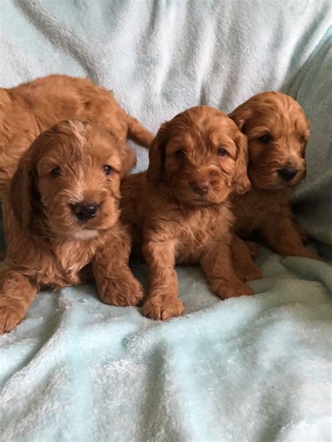 Beautiful Red Cockapoo Puppies Pra Clear In Southend On Sea Essex