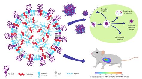 Gene Therapy Nucleic Acid Delivery Using Lipid Nanoparticles