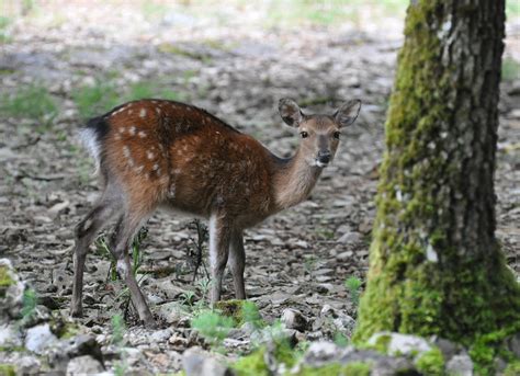Cervus Nippon Cerf Sika Sika Deer Or Spotted Deer Or J Flickr
