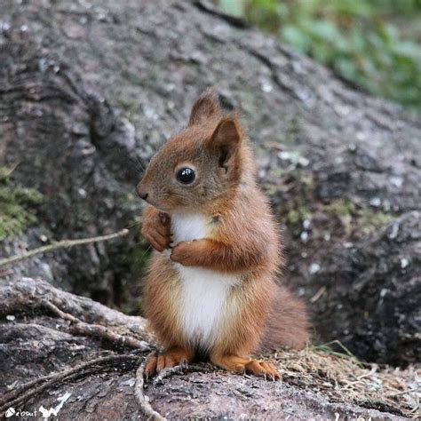 Eurasian Red Squirrel Norway Torillvralstad Animals Wild Cute