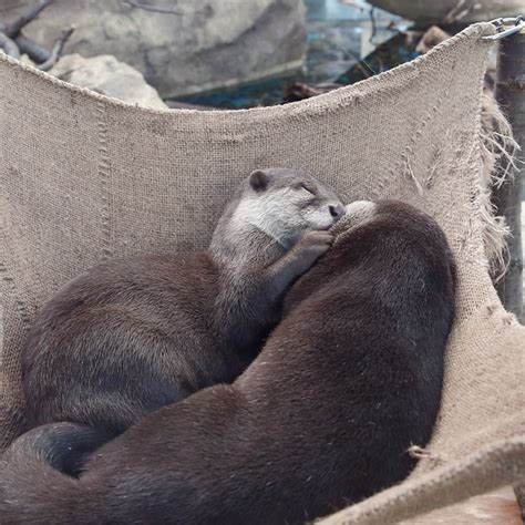 Otters Have A Sweet Cuddly Nap — The Daily Otter