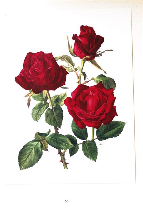 Pin By ~lori~ On ~love Roses And Romance~ Rose Art Botanical Art