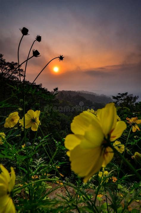 A Flower And The Sunrise Stock Photo Image Of Cloud 152921420