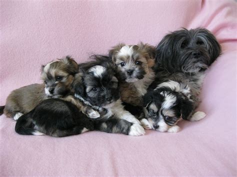 Available maltese and havanese puppies for sale. havanese puppies http://www.akchavanese.com | Havanese ...