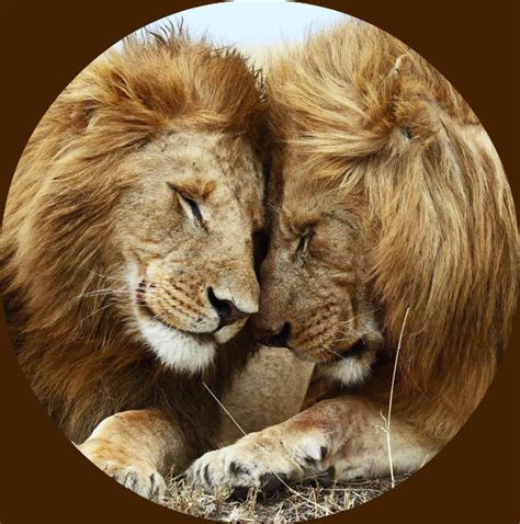 Lion Facts 16 Facts About Lions ←factslides→