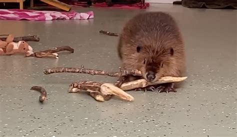 Video Rescue Beaver Instinctively Builds Dam At Rescue Facility