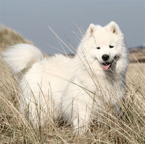 Samoyedpictures Of Dogs And All About Dog