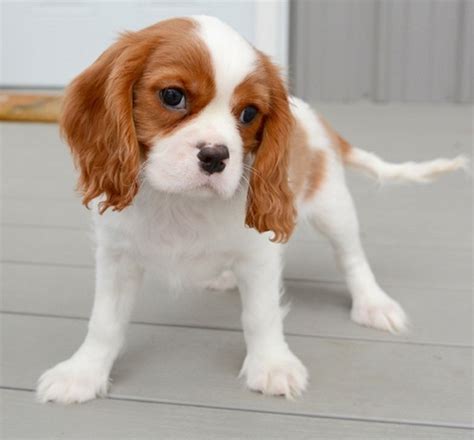 Cavalier King Charles Spaniel Puppies For Sale Northeast Philadelphia PA