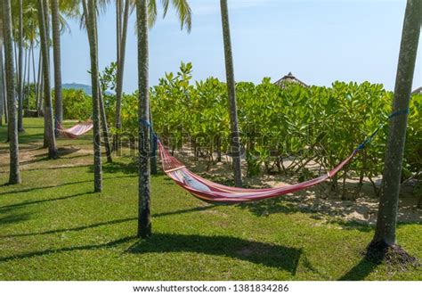 Tropical Beach Hammock Under Palm Trees Stock Photo 1381834286