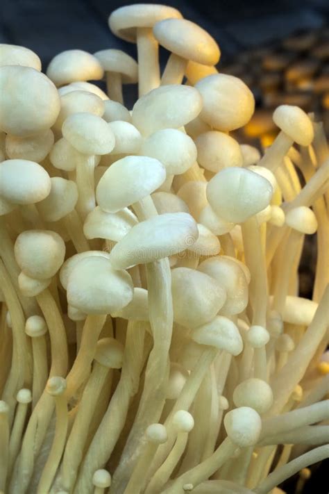 Enoki Edible Japanese Mushrooms Stock Image Image Of Food Mushrooms