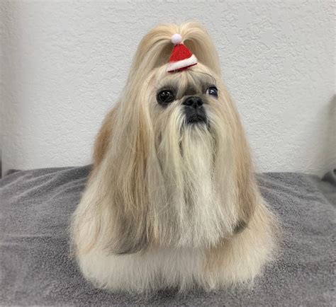 Shih Tzu Wags To Riches Dog Grooming