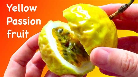 [without Opening] How To Choose A Sweet And Ripe Yellow Passion Fruit Golden Passion Fruit