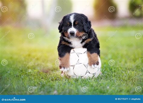 Adorable Bernese Mountain Dog Puppy With A Football Ball Stock Image