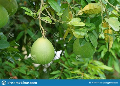 Close Up Of Pomelo Fruit On Green Foliage Citrus Maxima Stock Photo