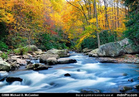 Yellow Fall Foliage And Flowing Meadow Run Picture