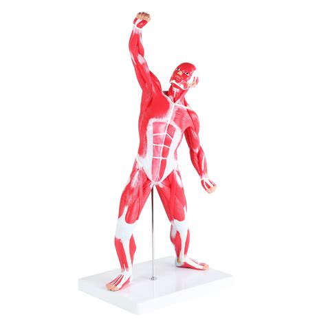 Monmed Human Muscle Model 20in Mini Human Muscle Figure Human Anatomy