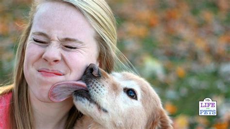 Can Dogs Smell With Their Mouth