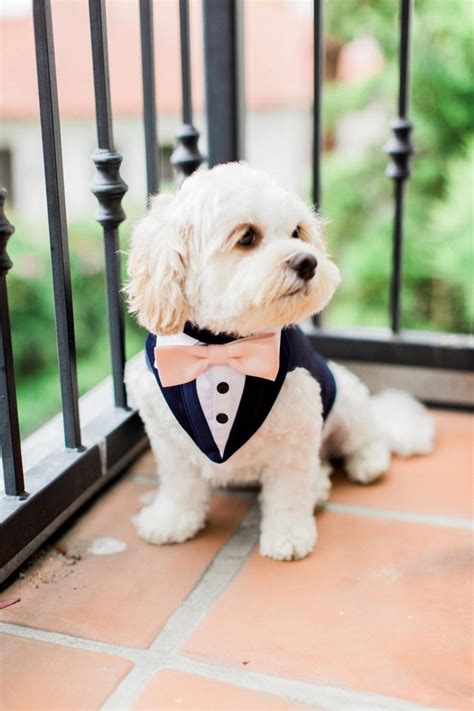 Blue Formal Dog Tuxedo Wedding Tuxedo For Dogs Custom Made Suit Pet