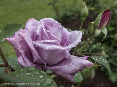 Rainy Rose Saras Fave Photo Blog