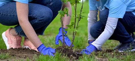 How Planting Trees Impacts The Environment Premier Tree Solutions