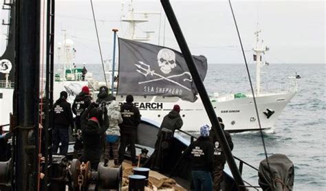 Sea Shepherd Launches Legal Division To Protect Sea Life Sea Shepherd