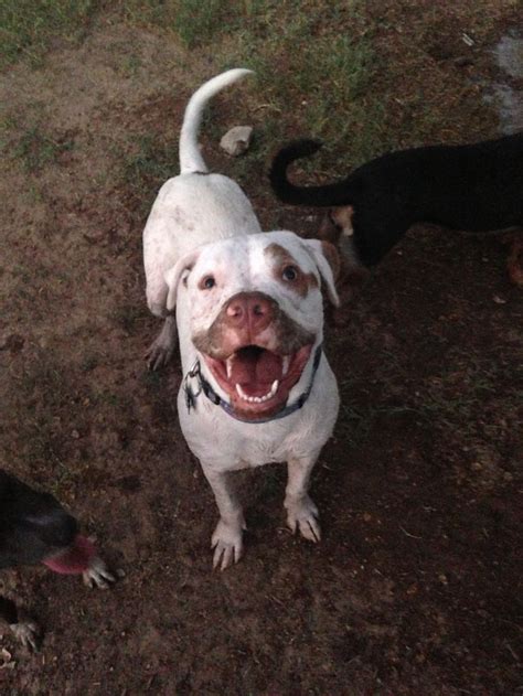 Bbc = backwoods bulldog club Pinterest