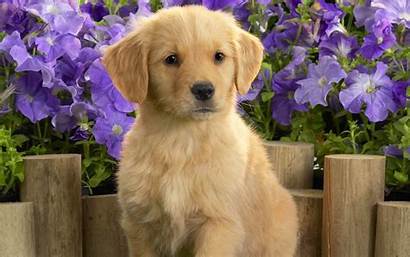 Puppy Labrador Yellow Wallpapers 1920 1200